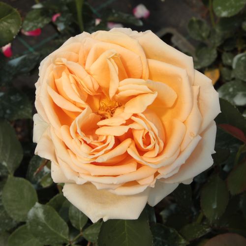 Online rózsa webáruház - teahibrid rózsa - sárga - Rosa Valencia ® - intenzív illatú rózsa - W. Kordes & Sons - Dekoratív virágok, intenzív illat és magas szintű betegségellenállóság jellemzi ezt a teahibridet.
